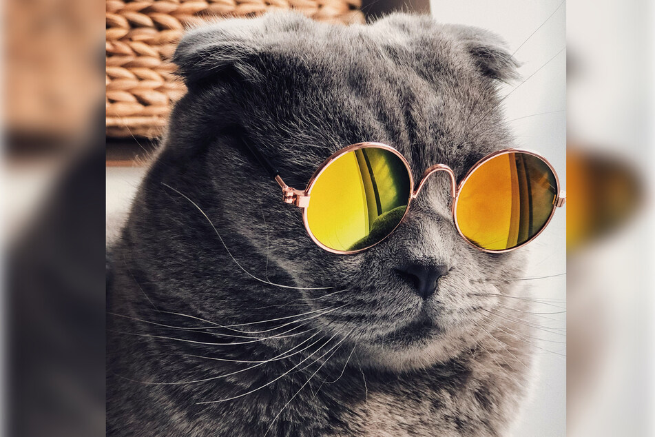 Make like a cool cat by celebrating National Cat Day!