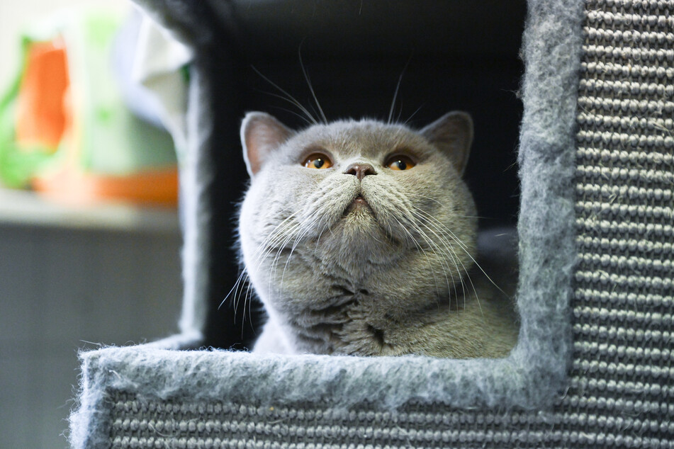 Eine Katze sitzt im Katzenhaus im Tierheim in Stuttgart-Botnang in einem Körbchen.