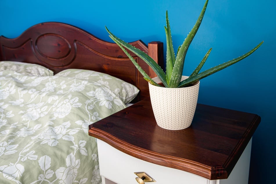 Aloe Vera macht sich nicht nur in der Hautkosmetik gut, sondern zählt auch zu den luftreinigenden Pflanzen fürs Schlafzimmer.