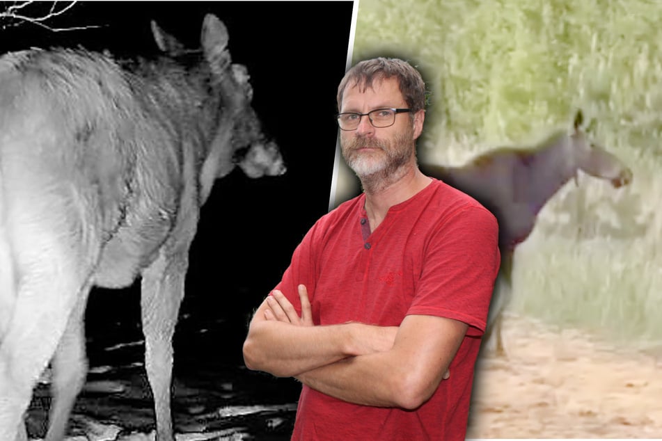 Ganz Sachsen hofft, dass Elwira befruchtet wurde