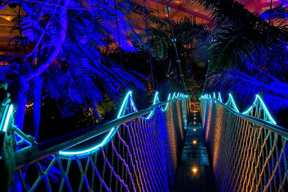 21.000 LEDs: So schön funkelt das Magische Tropenleuchten im Zoo