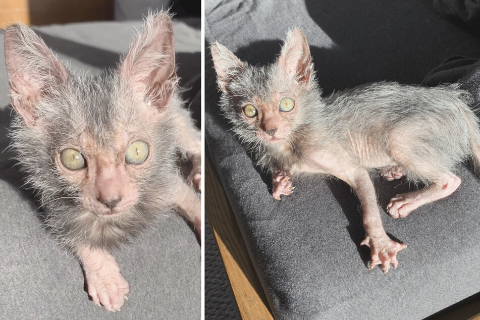 People love Lykoi cats because they look like werewolves.