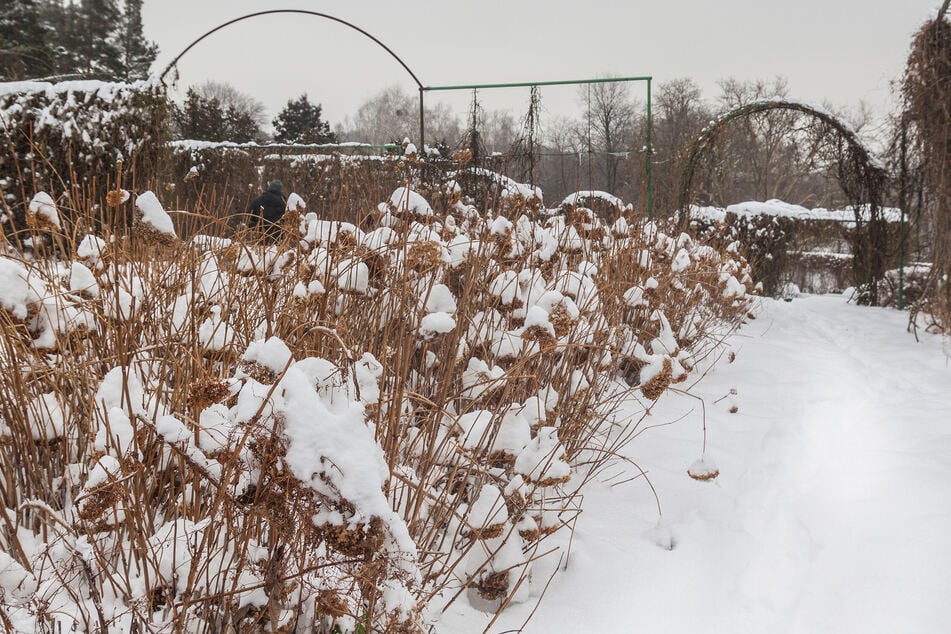Hortensien überwintern: Im Beet brauchen einige Arten keinen zusätzlichen Schutz.