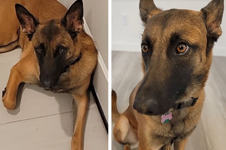 Message about dog intelligence leaves many pet owners emotional on TikTok