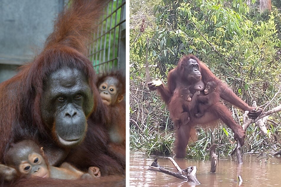 Orang-Utan-Mama Du mit ihrem Sohn Dai und Adoptivtochter Dumel. Die Primatin hat das kleine Orang-Mädchen angenommen.