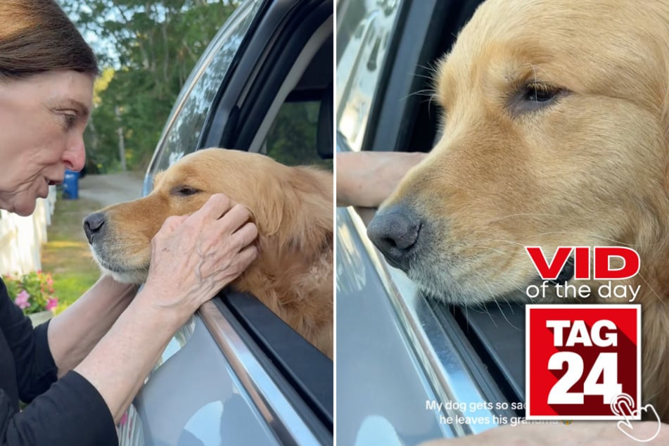 This pup was devastated to see grandma go - even if it's just for a week!