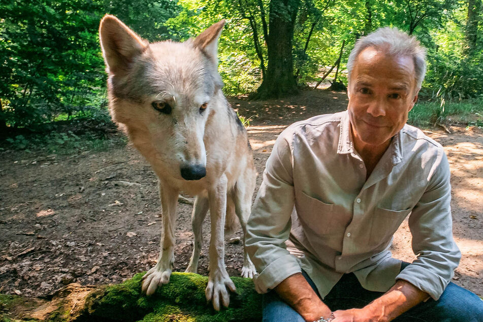 Schauspieler Hannes Jaenicke dreht Doku im Wolfsrevier