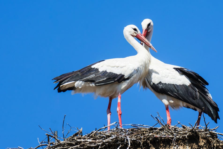 Storch findet neue Liebe, doch seine Ex lässt nicht locker und kämpft um ihn und das Nest