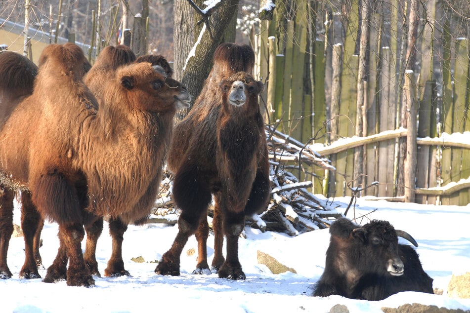 Für die Kamele im Tierpark Görlitz ist bereits am heutigen Sonntag Bescherung. (Archivbild)