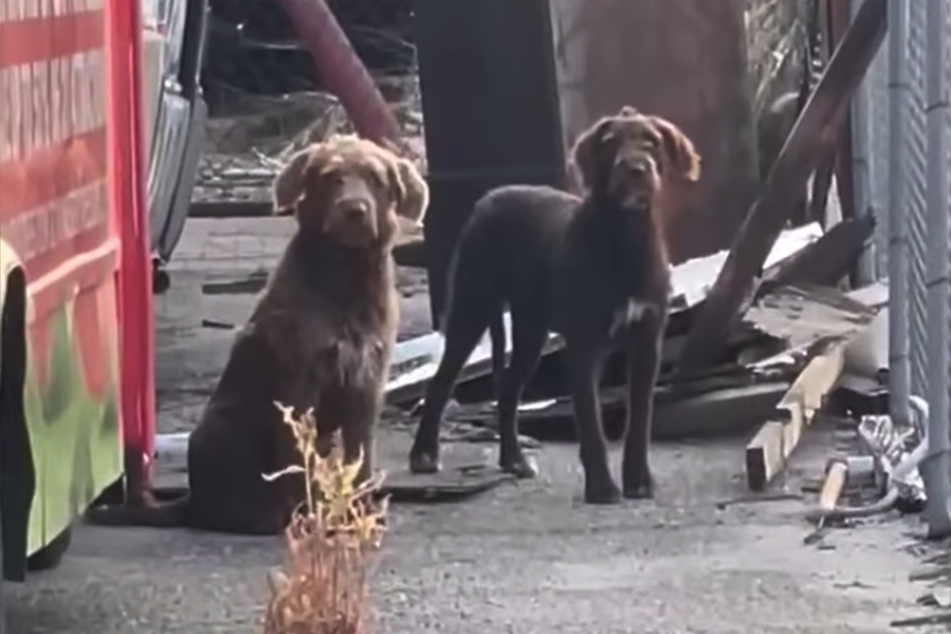 Geduldig warteten die beiden Hunde darauf, dass ihre Besitzer zurückkommen würden.