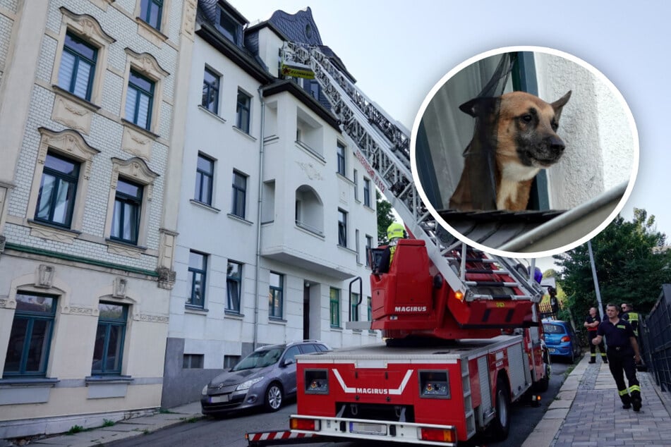 Chemnitz: Hund auf Dach sorgt für Polizei-Einsatz in Chemnitz