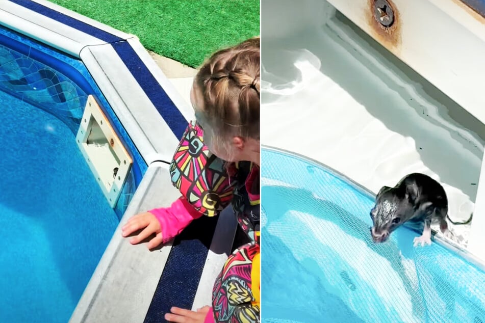 Ein Kind hatte im heimischen Pool eine hilflose Babyratte entdeckt.