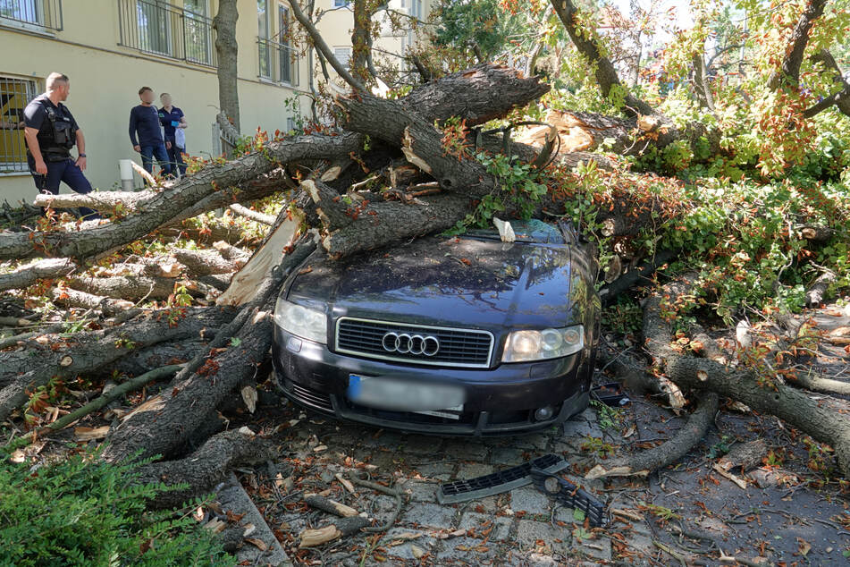 Vergangene Woche erst brach ein toter Baum auf die Wiesbadener Straße.