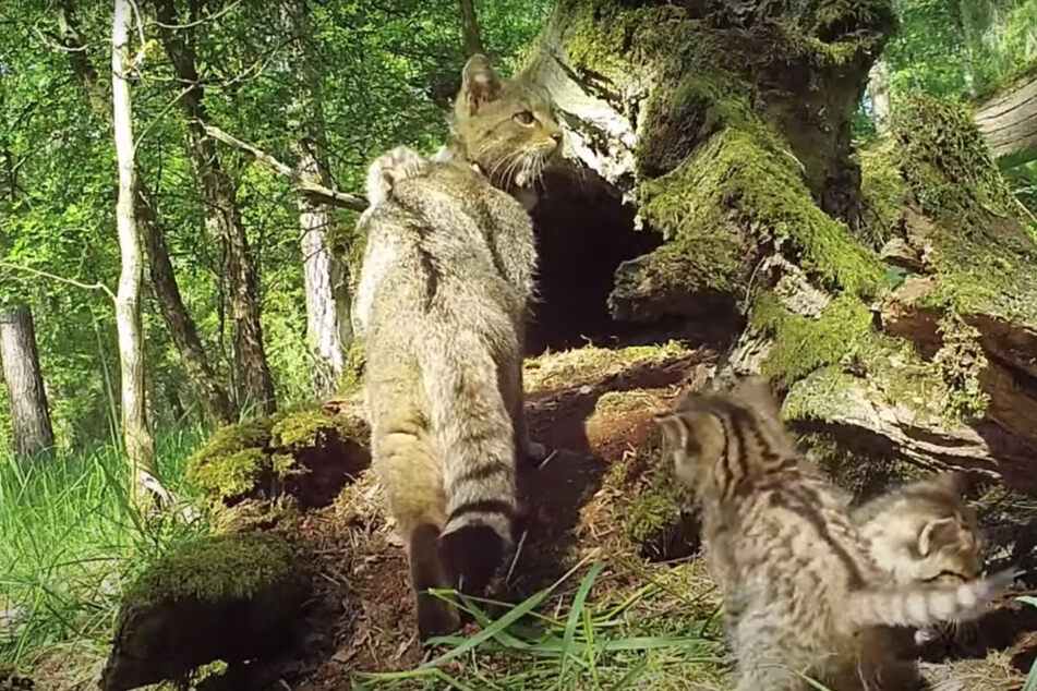 David gegen Goliath: Die Wildkatzenmama verteidigte ihre Jungen selbst vor einem Wolf.