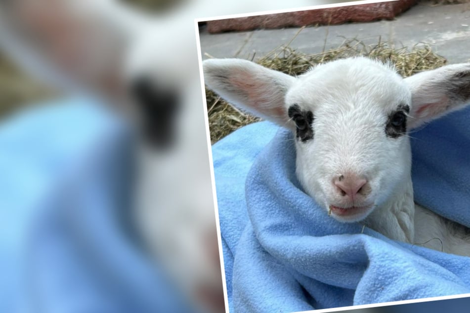 Feuerwehr findet Lamm verlassen auf der Straße: Tierheim befürchtet Schlimmstes