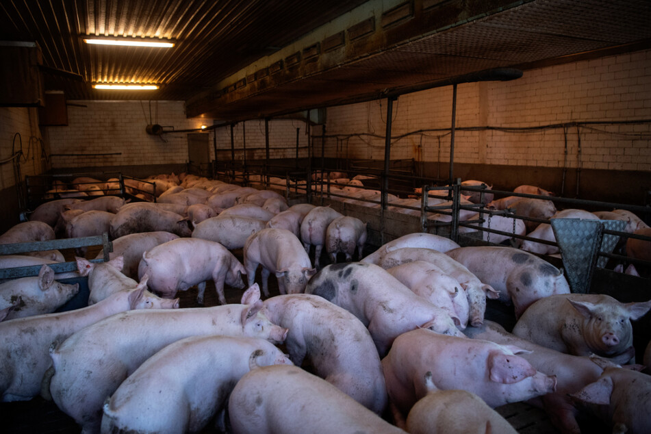 Drama auf Bauernhof: Ehepaar wird bei Reinigung von Schweinestall bewusstlos - Lebensgefahr!