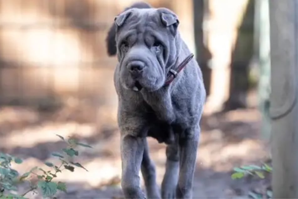 Los interesados deben prepararse para un aumento de los costos veterinarios: la mascota tiene varios problemas de salud.