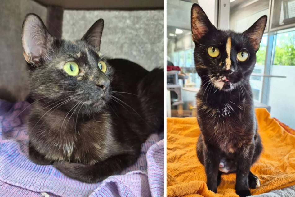 ¿Quién puede dar un hogar hermoso a los gatos dulces?
