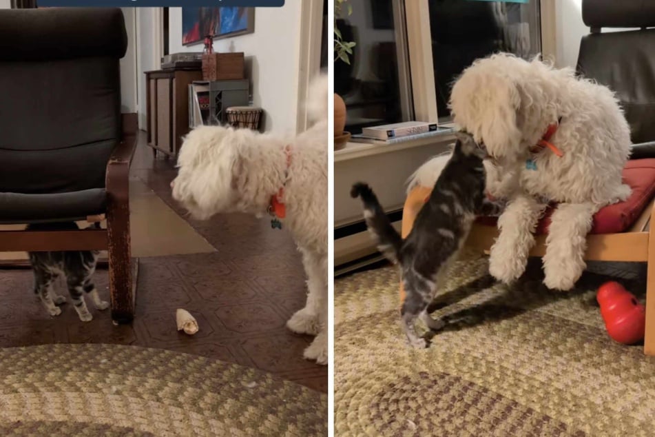 When Bumper the dog met a stray kitten for the first time, the cat gave the excited pooch the cold shoulder – but then everything changed!