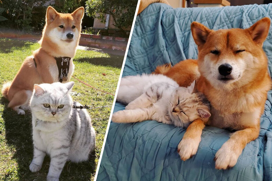 Shiba Inu Cairo and cat Sultan are inseparable today!