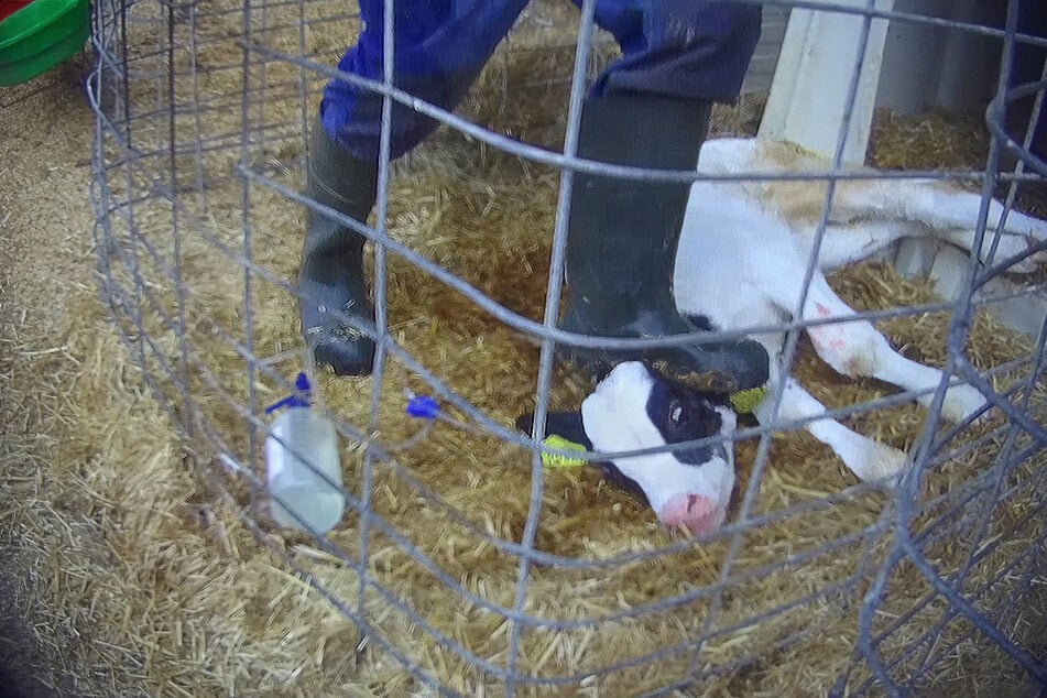 Aufnahmen von SOKO Tierschutz zeigen, wie ein Mitarbeiter des Milchviehbetriebes Endres in Bad Grönenbach einem Kalb gegen den Kopf tritt.