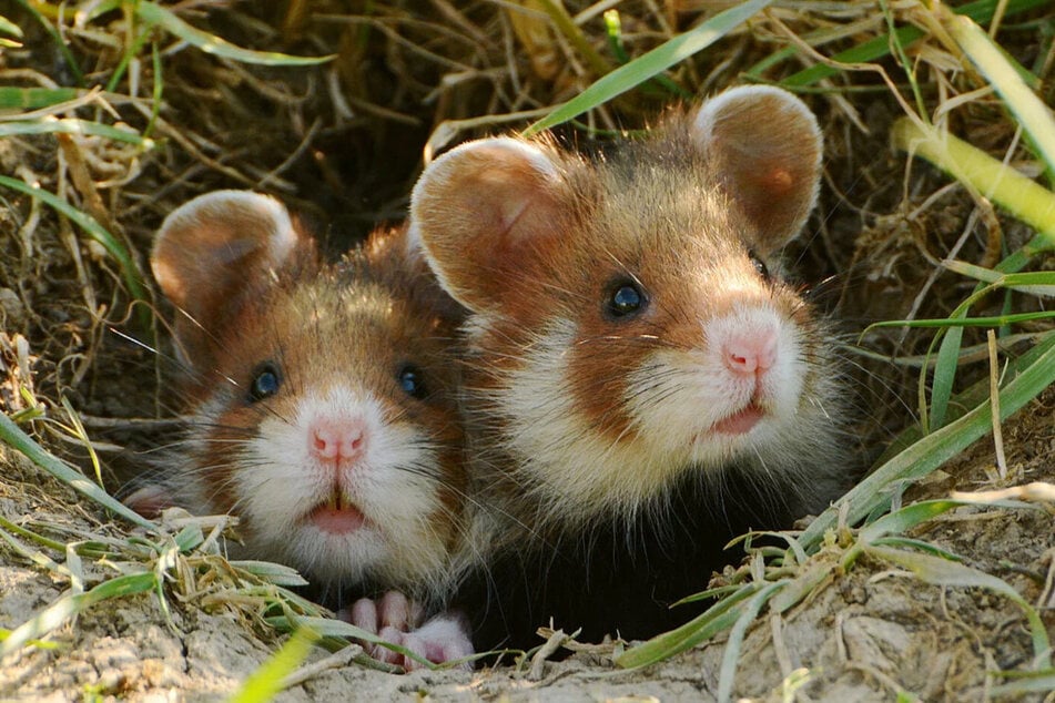 Die putzigen Tiere sind vom Aussterben bedroht.