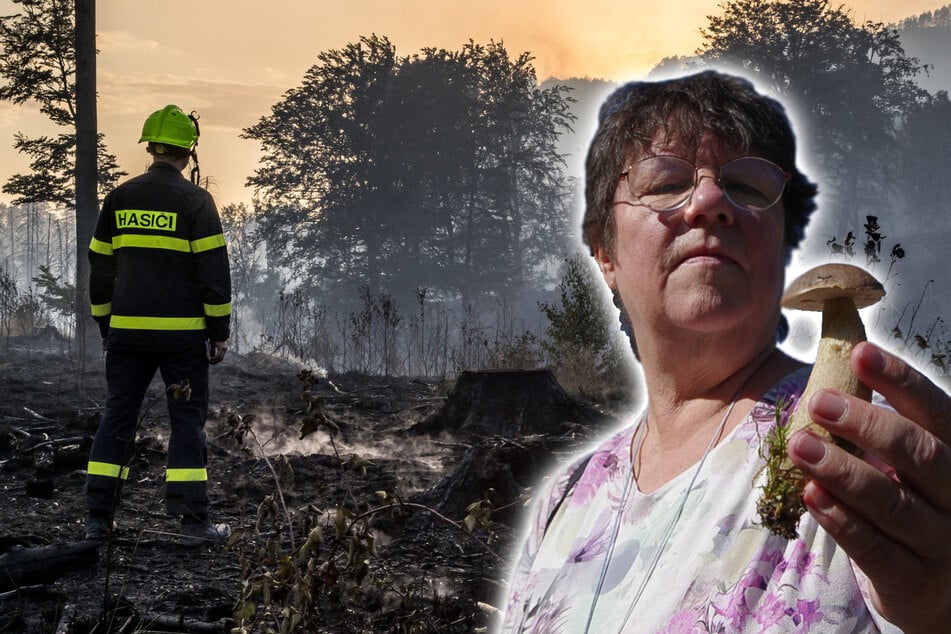 Nach großen Waldbränden sprießen plötzlich seltene Pilze