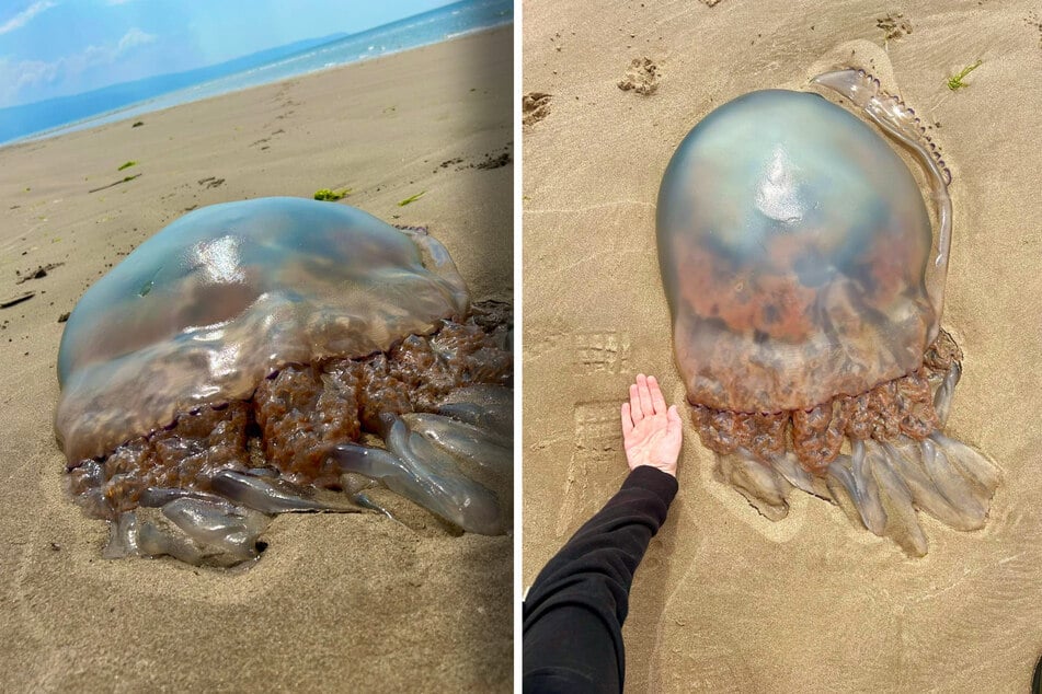 Was ist denn das? Pärchen macht Grusel-Fund an abgelegenem Strand