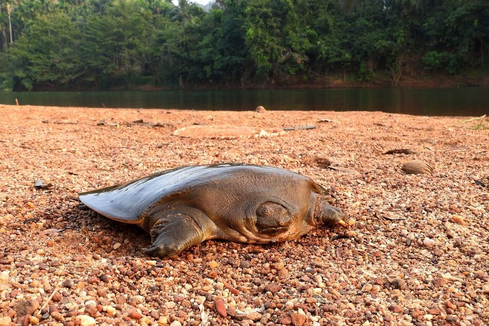 Die Cantors Riesen-Weichschildkröte (Pelochelys cantorii), aufgenommen am Chandragiri-Fluss in der indischen Region Kerala.