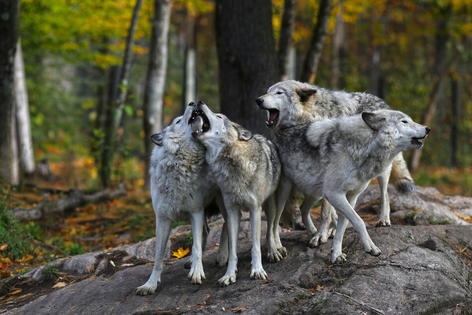 Wolves are not the same as dogs, and dogs should be fed accordingly.