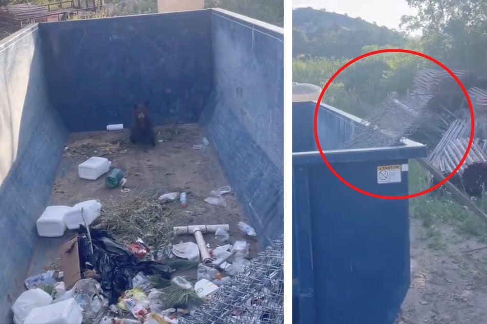 This little bear got stuck while looking for a snack in a dumpster.