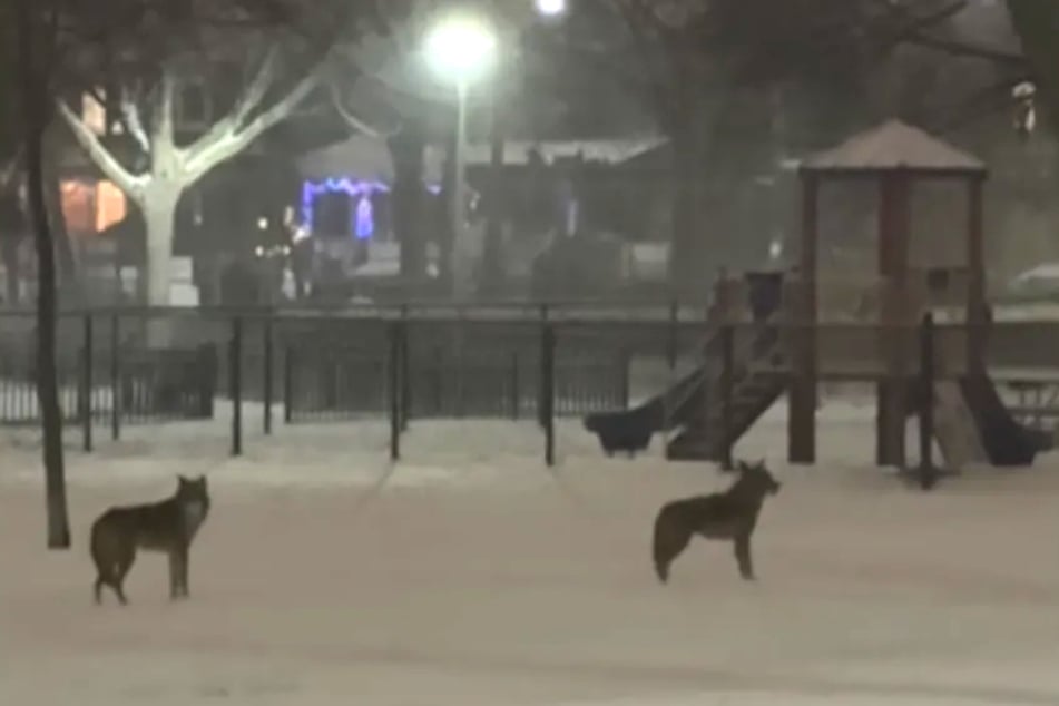 Ein unheimliches Geräusch lockte Melissa nachts in den Park.