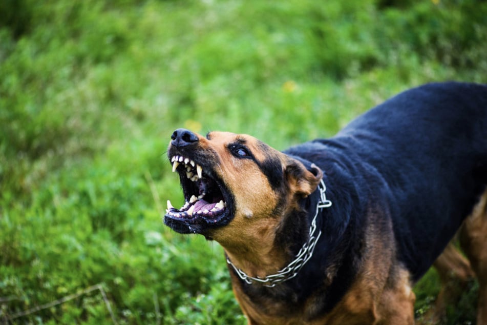 Die Polizei sucht nach dem Biss den Hundehalter und bittet um Hinweise. (Symbolfoto)