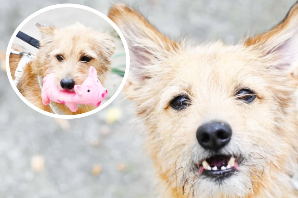 ¡Al Terrier mestizo Dino le encantan los juegos y odia las bicicletas: ¿tendrá alguna oportunidad?