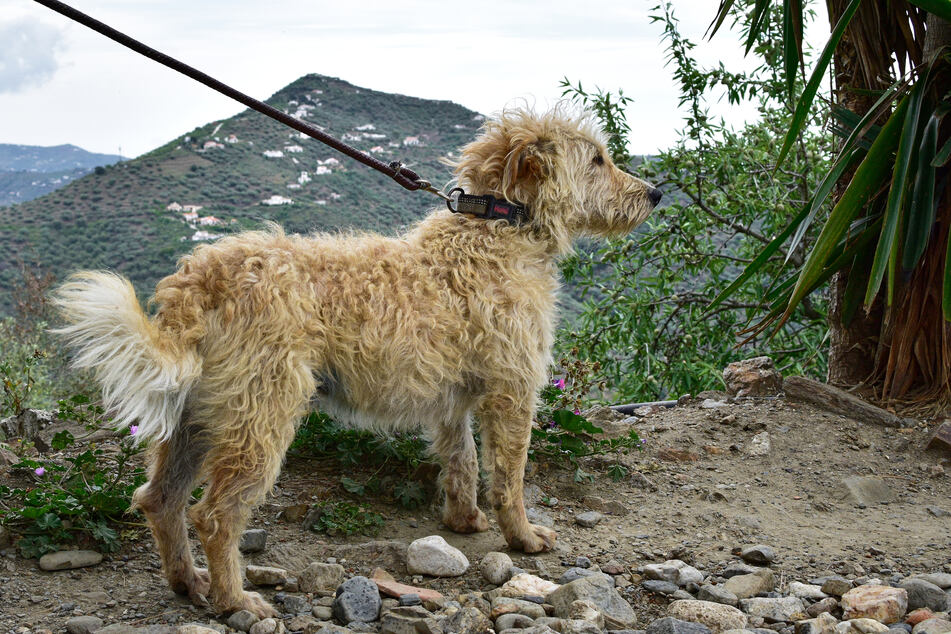 You won't be surprised to learn that the otterhound was bred to hunt.