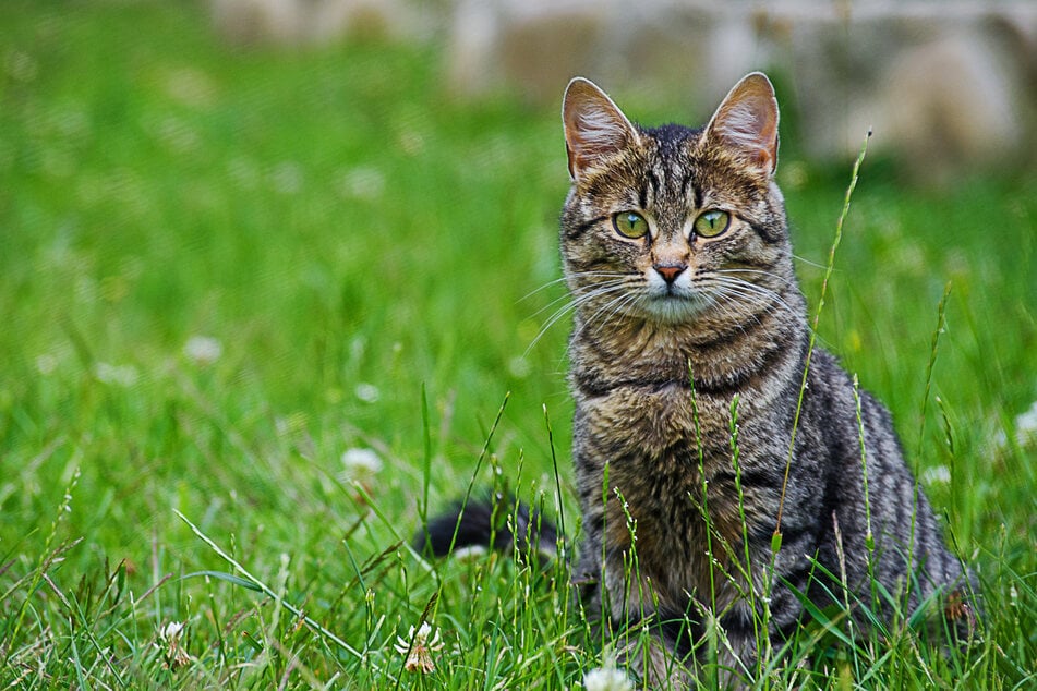 Fremde Katze Will Ins Haus