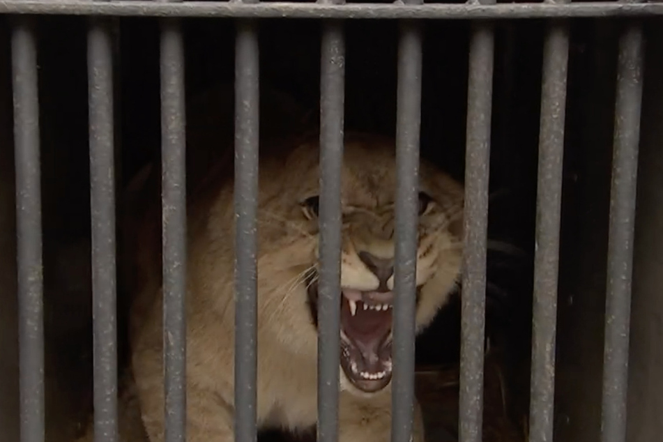 Hinter Gittern: Anfang November mussten die drei Löwen-Kinder den Zoo Leipzig verlassen.