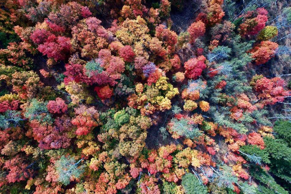 Fall foliage fans are spoiled for choice when it comes to opportunities for leaf peeping.