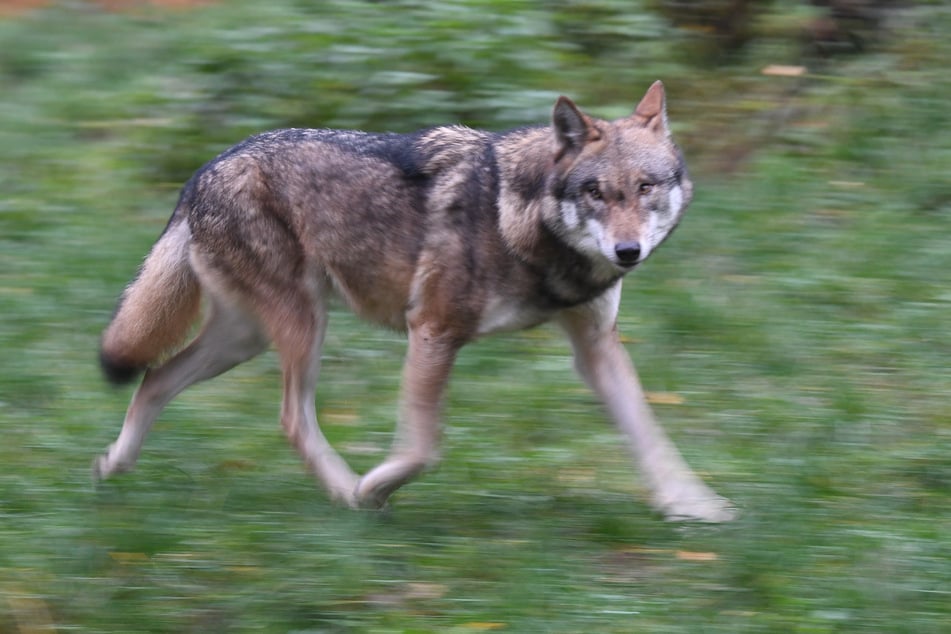 Wölfe seien in der Regel allein unterwegs und keine Gefahr für Menschen. (Symbolbild)