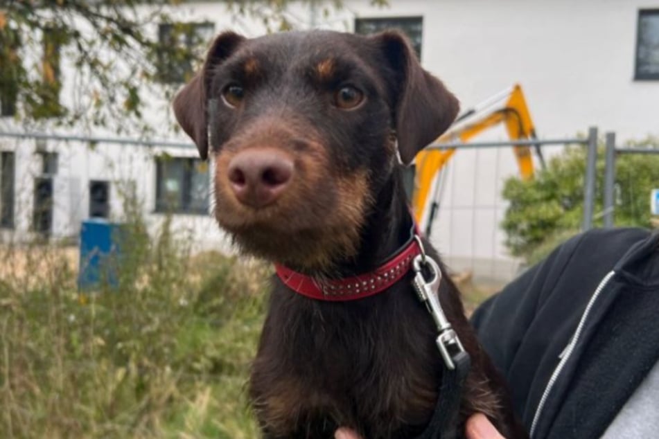 Als waschechte Jagdterrier-Hündin ist Luna keine Kandidatin für Anfänger.