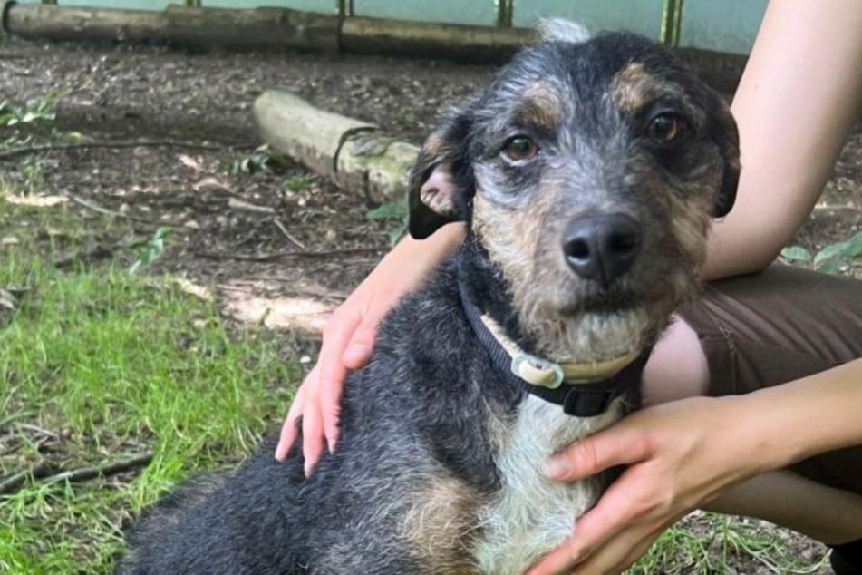 Hundedame Hilde träumt von einem neuen Zuhause bei liebevollen Besitzern.