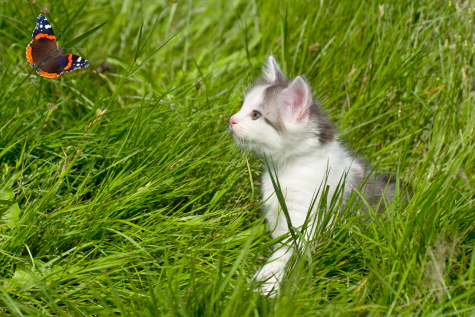 Zwölf Jahre lang lebte Georgie mit Park-Rangern zusammen, die nicht wussten, woher die Katze kam. (Symbolbild)