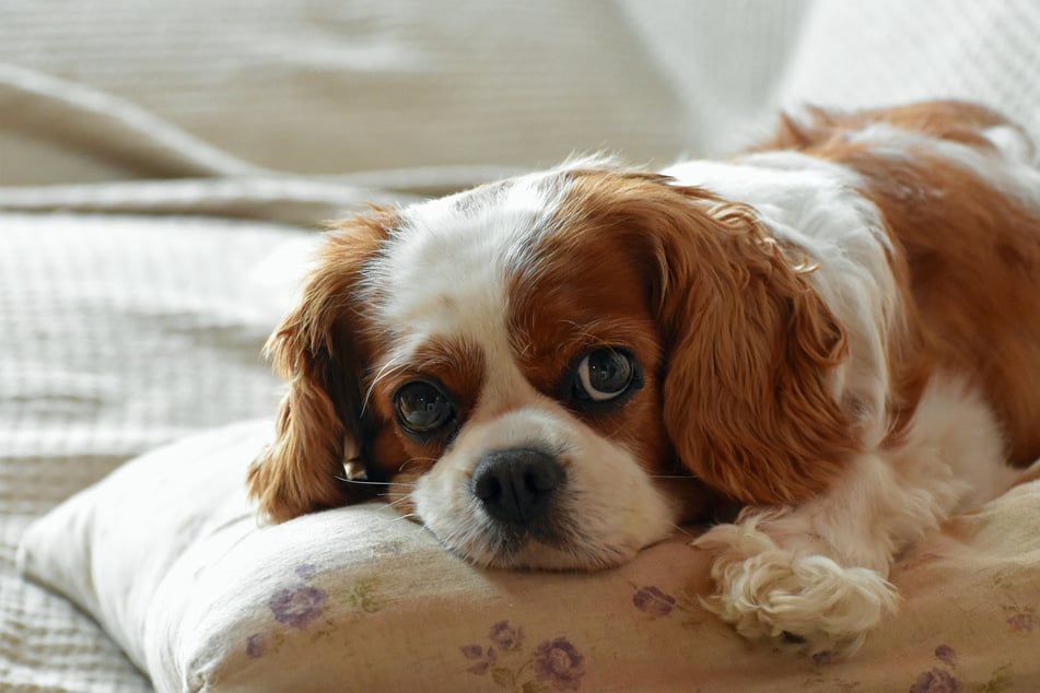 Few dogs are as sweet and loving as the Cavalier King Charles spaniel.