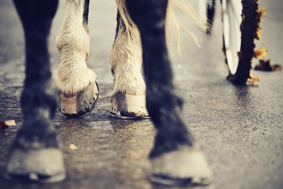 Die Polizei sucht nach einem Unfall mit einer Pferdekutsche nach Zeugen. (Symbolbild)