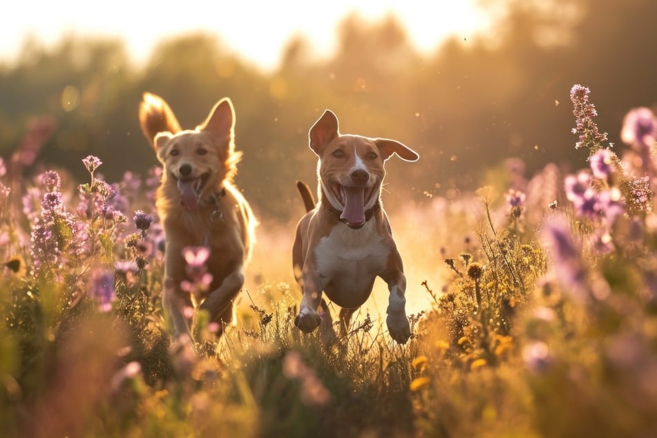10 beliebte mittelgroße Hunde im Rasseportrait