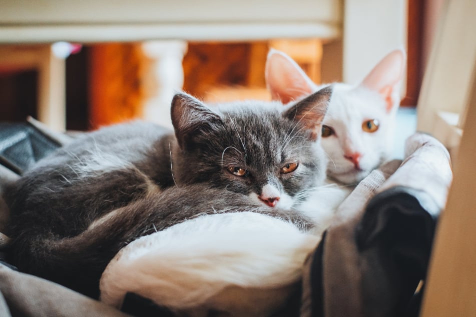 Gelingt es, die Katzen zusammenzuführen, dann hält die tierische Freundschaft meist ein Katzenleben lang.