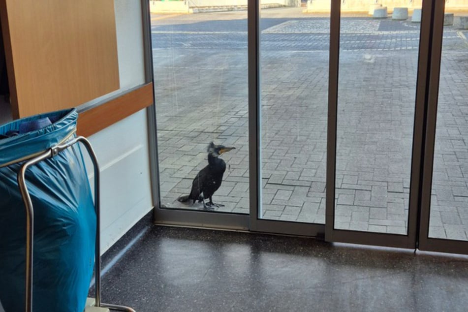 Der Kormoran kam ganz allein zur Tür der Notaufnahme und klopfte mit dem Schnabel gegen die Scheibe.