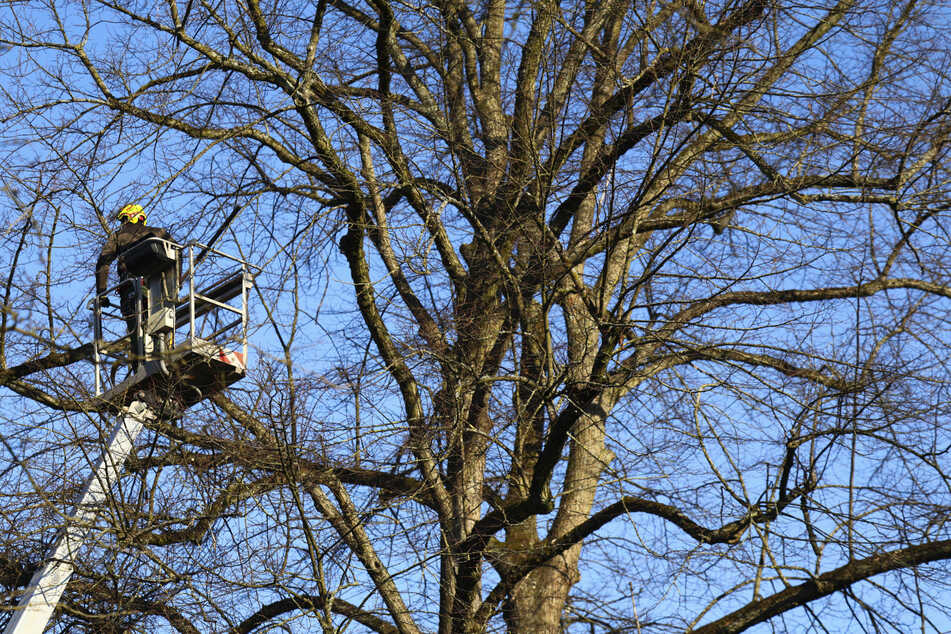 Rund um den Parkplatz Geißbockheim auf dem Äußeren Grüngürtel in Köln finden in den kommenden Wochen Baumpflegearbeiten statt. (Symbolbild)