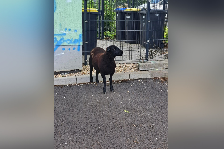 Dieses schwarze Schaf hielt die Einsatzkräfte in Lauta auf Trab.