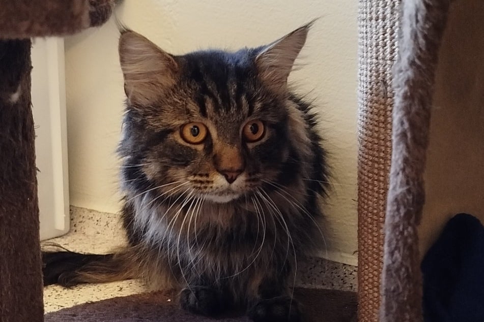 Kater Dani versteht sich sogar mit Hunden gut. Wo sind seine passenden Menschen?